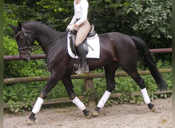 Hannoveraner, Stute, 5 Jahre, 162 cm