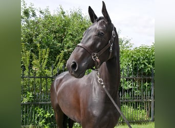 Hannoveraner, Stute, 5 Jahre, 162 cm
