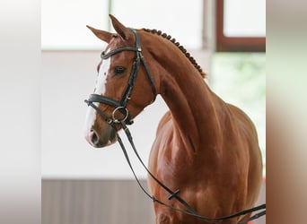 Hannoveraner, Stute, 5 Jahre, 162 cm, Fuchs