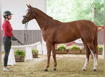 Hannoveraner, Stute, 5 Jahre, 162 cm, Fuchs