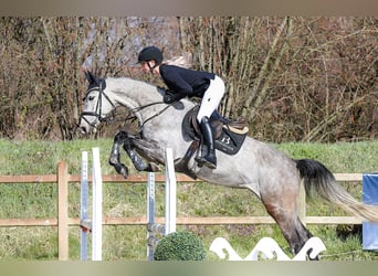 Hannoveraner, Stute, 5 Jahre, 162 cm, Schimmel