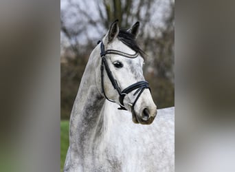 Hannoveraner, Stute, 5 Jahre, 162 cm, Schimmel