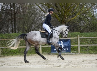 Hannoveraner, Stute, 5 Jahre, 162 cm, Schimmel