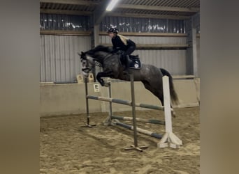 Hannoveraner, Stute, 5 Jahre, 162 cm, Schimmel