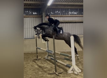 Hannoveraner, Stute, 5 Jahre, 162 cm, Schimmel