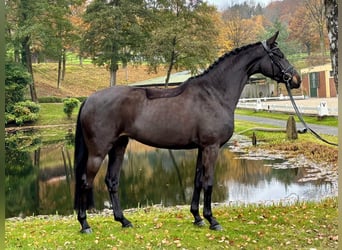 Hannoveraner, Stute, 5 Jahre, 163 cm, Brauner