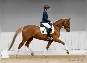 Hannoveraner, Stute, 5 Jahre, 163 cm, Brauner