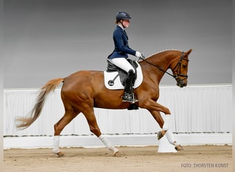 Hannoveraner, Stute, 5 Jahre, 163 cm, Brauner