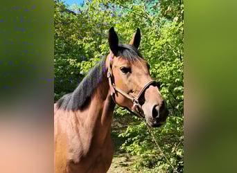 Hannoveraner, Stute, 5 Jahre, 163 cm, Brauner