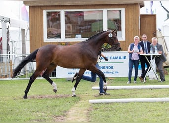 Hannoveraner, Stute, 5 Jahre, 163 cm, Dunkelbrauner