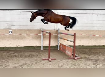 Hannoveraner, Stute, 5 Jahre, 163 cm, Dunkelbrauner