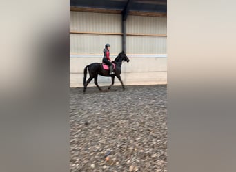 Hannoveraner, Stute, 5 Jahre, 163 cm, Dunkelbrauner