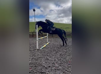 Hannoveraner, Stute, 5 Jahre, 163 cm, Dunkelbrauner