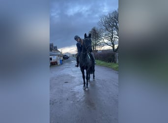 Hannoveraner, Stute, 5 Jahre, 163 cm, Dunkelbrauner