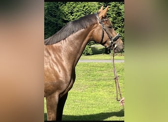 Hannoveraner, Stute, 5 Jahre, 163 cm, Dunkelfuchs
