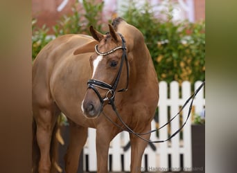 Hannoveraner, Stute, 5 Jahre, 163 cm, Dunkelfuchs