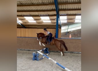 Hannoveraner, Stute, 5 Jahre, 163 cm, Fuchs