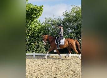 Hannoveraner, Stute, 5 Jahre, 163 cm, Fuchs