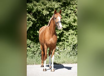 Hannoveraner, Stute, 5 Jahre, 163 cm, Fuchs