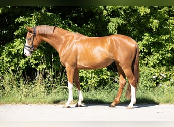 Hannoveraner, Stute, 5 Jahre, 163 cm, Fuchs
