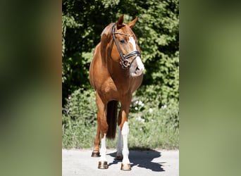 Hannoveraner, Stute, 5 Jahre, 163 cm, Fuchs