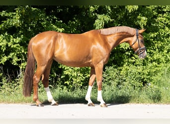 Hannoveraner, Stute, 5 Jahre, 163 cm, Fuchs