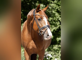 Hannoveraner, Stute, 5 Jahre, 163 cm, Fuchs