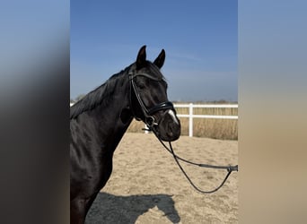 Hannoveraner, Stute, 5 Jahre, 163 cm, Rappe