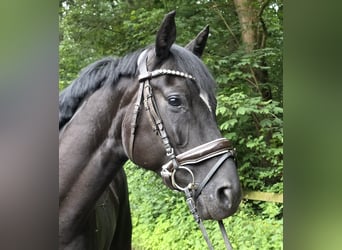 Hannoveraner, Stute, 5 Jahre, 163 cm, Rappe