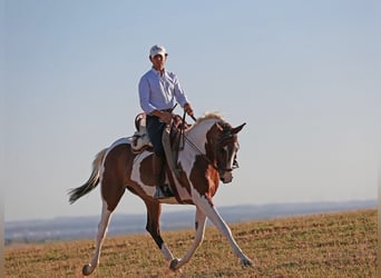 Hannoveraner, Stute, 5 Jahre, 163 cm, Schecke