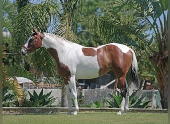 Hannoveraner, Stute, 5 Jahre, 163 cm, Schecke