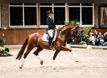 Hannoveraner, Stute, 5 Jahre, 163 cm, Schimmel