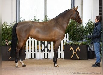 Hannoveraner, Stute, 5 Jahre, 164 cm, Brauner