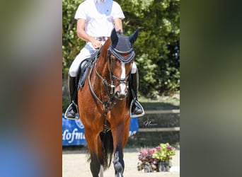 Hannoveraner, Stute, 5 Jahre, 164 cm, Brauner