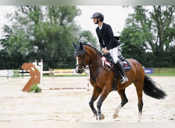 Hannoveraner, Stute, 5 Jahre, 164 cm, Brauner