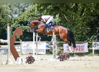 Hannoveraner, Stute, 5 Jahre, 164 cm, Brauner