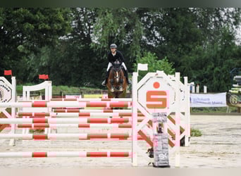Hannoveraner, Stute, 5 Jahre, 164 cm, Brauner