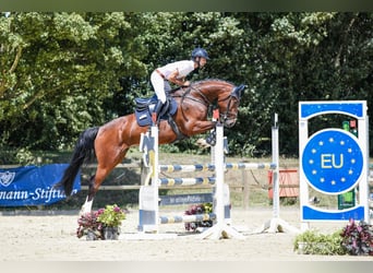 Hannoveraner, Stute, 5 Jahre, 164 cm, Brauner