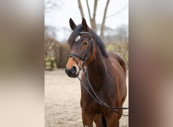 Hannoveraner, Stute, 5 Jahre, 164 cm, Brauner