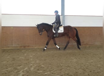 Hannoveraner, Stute, 5 Jahre, 164 cm, Brauner