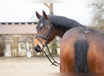 Hannoveraner, Stute, 5 Jahre, 164 cm, Brauner