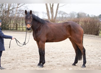 Hannoveraner, Stute, 5 Jahre, 164 cm, Brauner