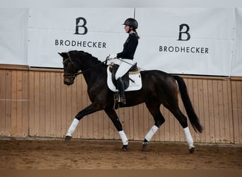 Hannoveraner, Stute, 5 Jahre, 164 cm, Dunkelbrauner