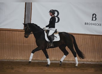 Hannoveraner, Stute, 5 Jahre, 164 cm, Dunkelbrauner