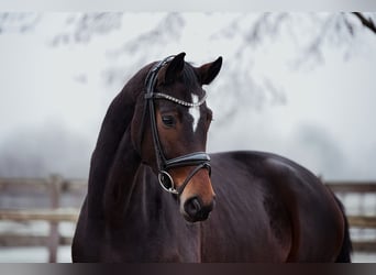 Hannoveraner, Stute, 5 Jahre, 164 cm, Dunkelbrauner