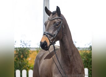 Hannoveraner, Stute, 5 Jahre, 164 cm, Dunkelbrauner