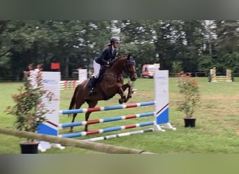 Hannoveraner, Stute, 5 Jahre, 164 cm, Dunkelfuchs
