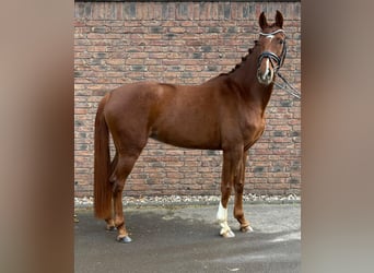 Hannoveraner, Stute, 5 Jahre, 164 cm, Fuchs