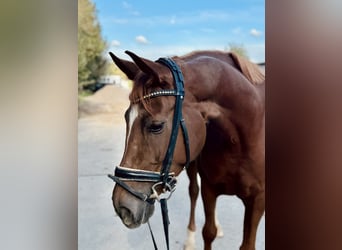 Hannoveraner, Stute, 5 Jahre, 164 cm, Fuchs