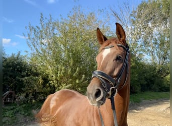 Hannoveraner, Stute, 5 Jahre, 164 cm, Fuchs